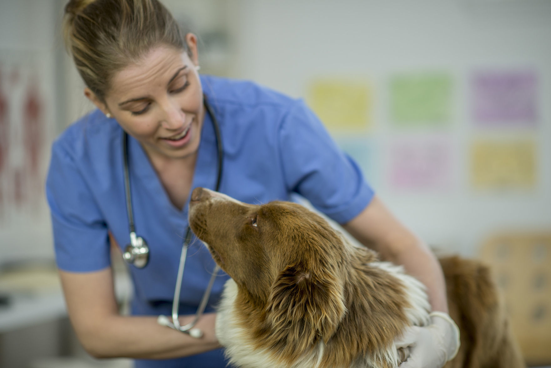 Vet care: What's the cost?